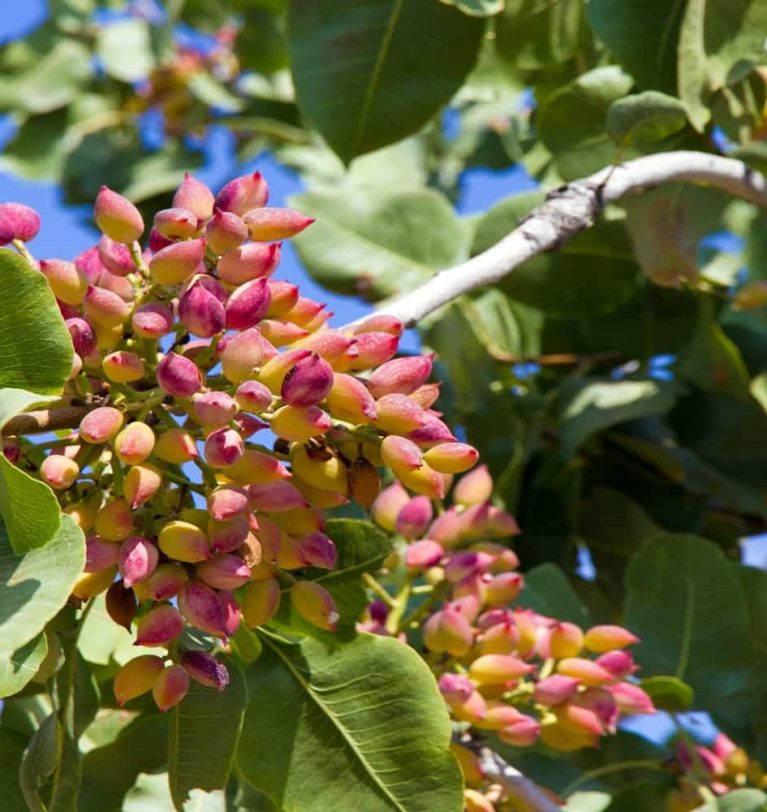 Antep Fıstığı’nın Tarihi
